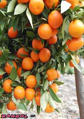 فروش نهال درخت میوه نارنگی یونسی